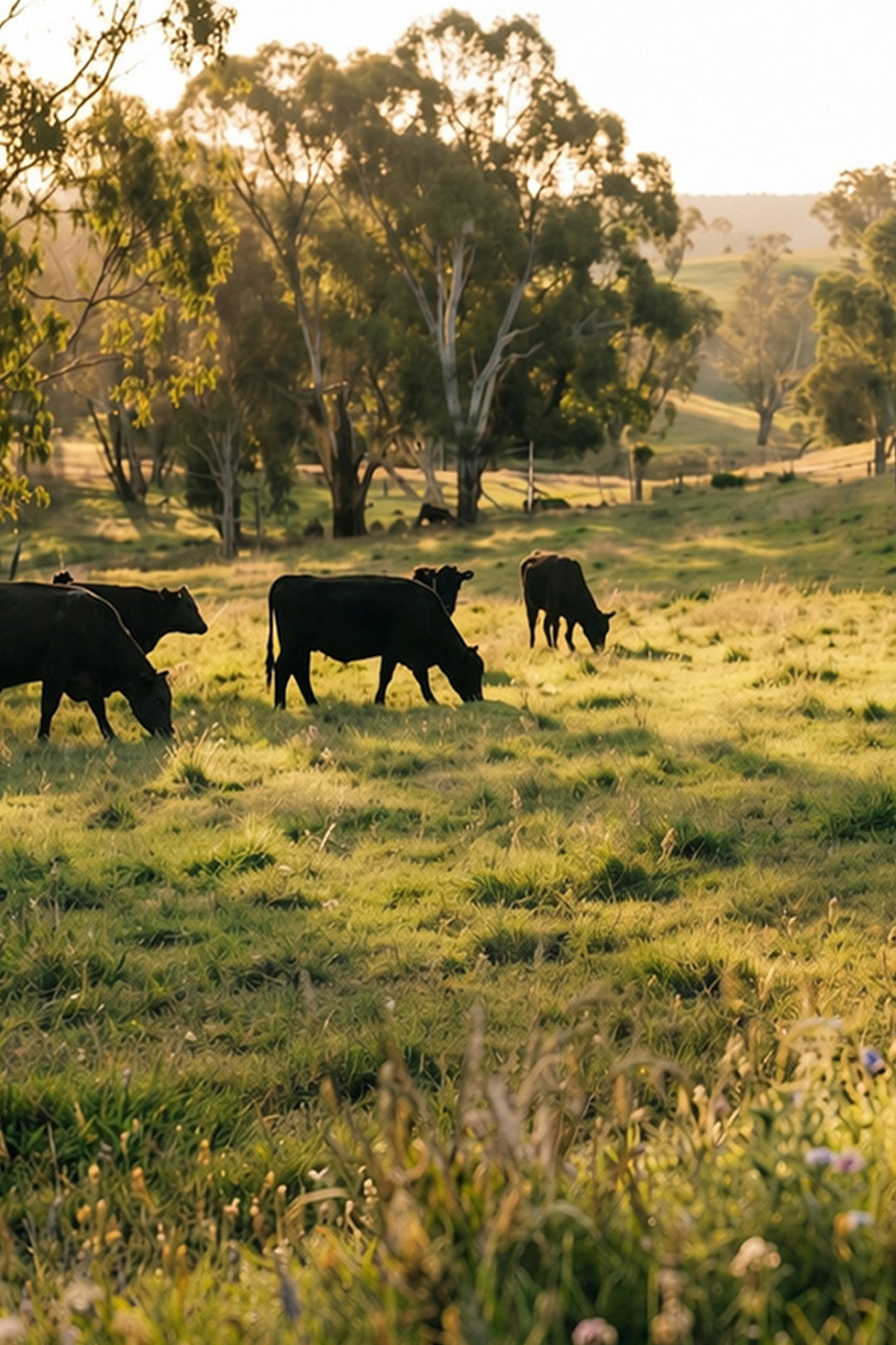 The Benefits of Grass-Fed, Grass-Finished Tallow in Skincare